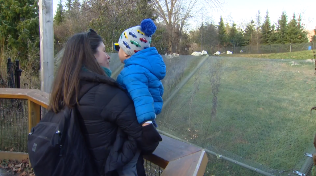 Toronto Zoo visitor Jennifer Minelli and her son looking at the artic wolves exhibit.