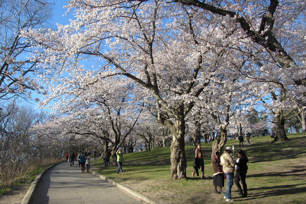 high park cherry blossoms Flickr Loozrboy high park cherry blossoms Flickr Loozrboy