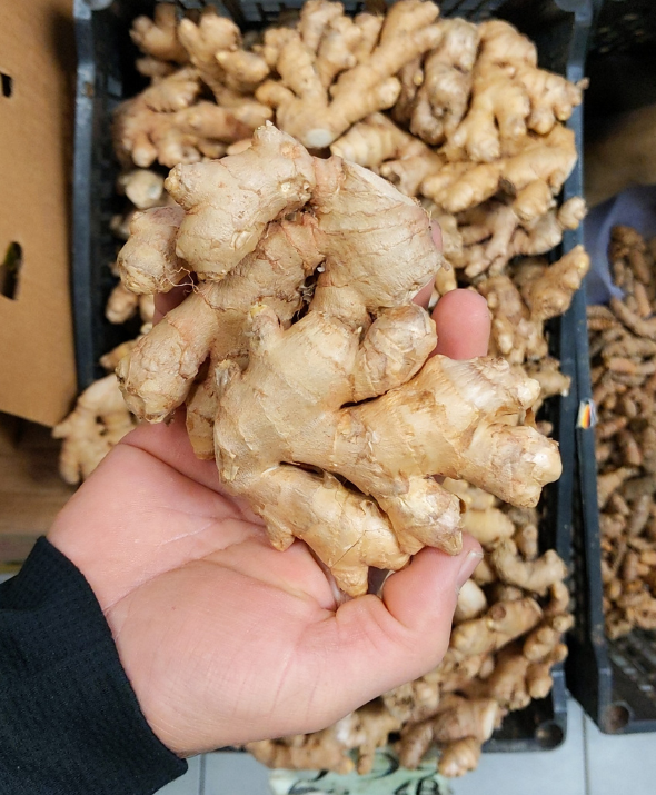 JAMAICAN GINGER