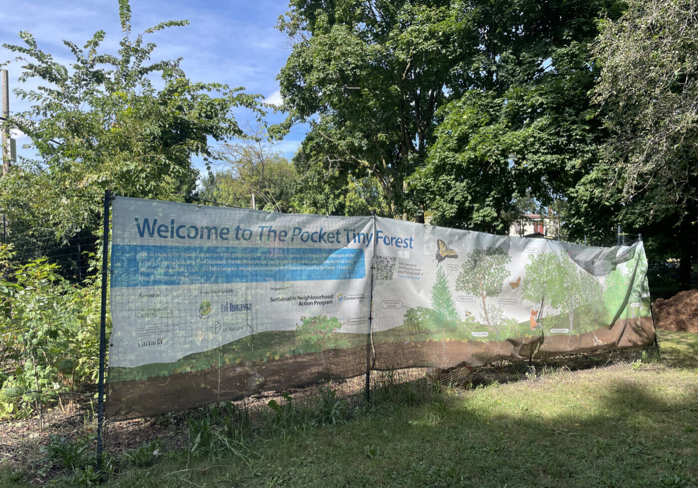 The "tiny forest" in The Pocket neighbourhood as a part of the Sustainable Neighbourhood Action Plan.