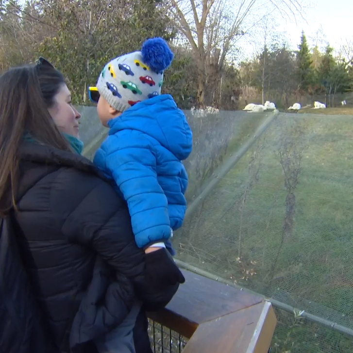 Toronto Zoo visitor Jennifer Minelli and her son looking at the artic wolves exhibit.